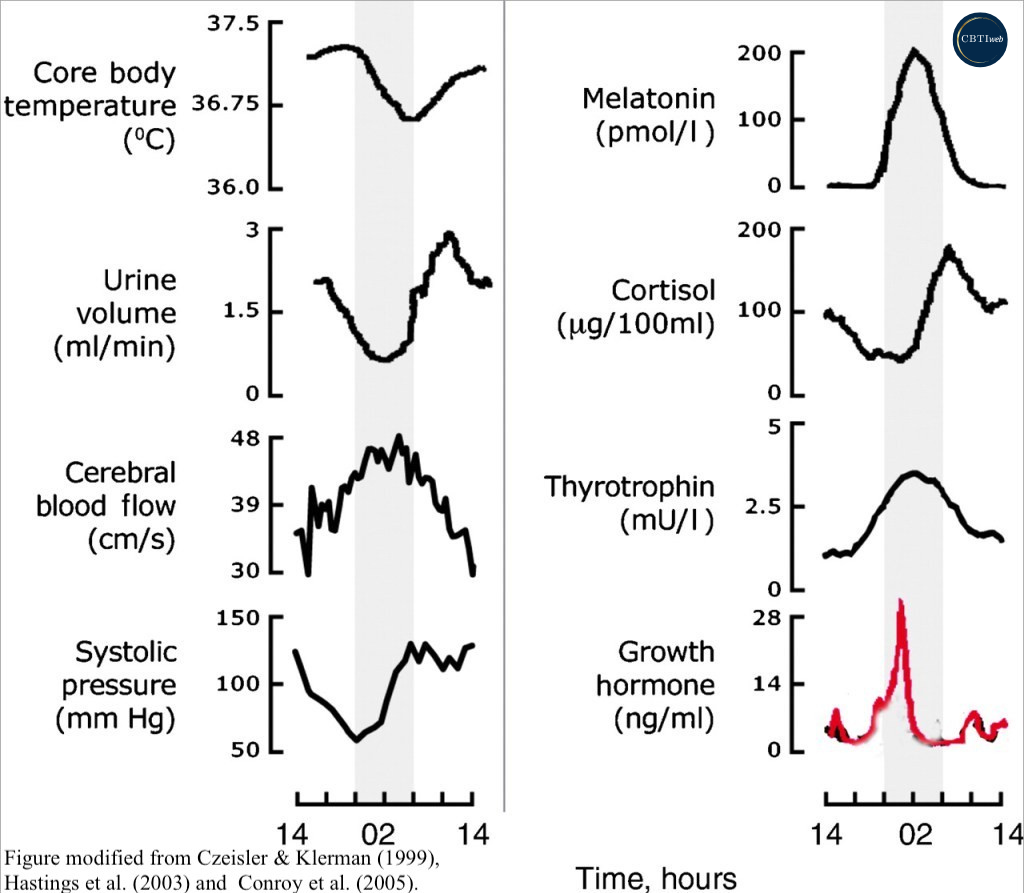 Basics of Sleep - Bodily Functions